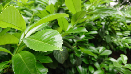Glossy green leaves on a bush
