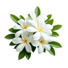 Obraz premium Cluster of white flowers with green leaves