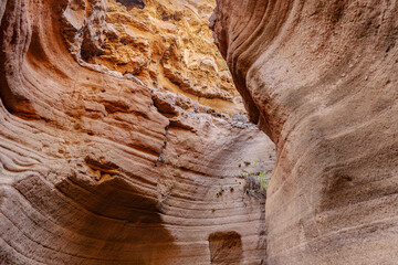 A narrow, rocky tunnel with a small plant growing in it