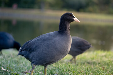 Nahaufnahme einer schwarzen Ente bei Sonnenuntergang, wunderschöne Naturszene, ruhige Reflexion auf dem Wasser