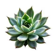 Fototapeta premium A closeup of a succulent with green leaves on a black background