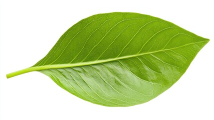 Obraz premium Single vibrant green leaf isolated on white background.