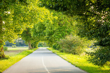 Serene Country Road in Poland. A peaceful countryside road in Poland, surrounded by lush green trees arching overhead, offering a tranquil and scenic pathway through nature.