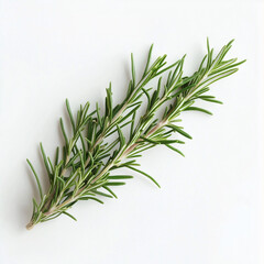 Fototapeta premium Green fresh rosemary isolated on white background