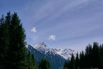 pine forest in the mountains