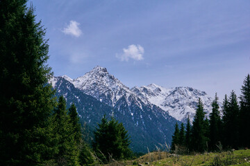 pine forest in the mountains