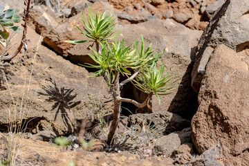 A small plant is growing in the dirt next to a large rock