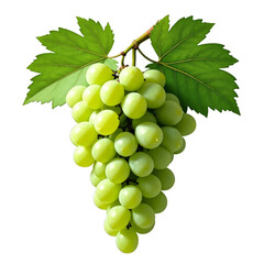 Bunches of green grapes on vine, Healthy ripe grapes with leaves, Grapes