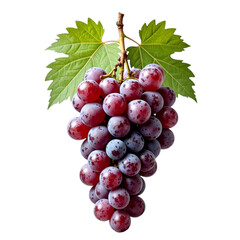 Fototapeta premium Grapes on a stem with green leaves