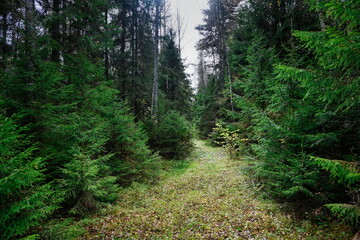 Forest path through a coniferous grove in Ugra National Park