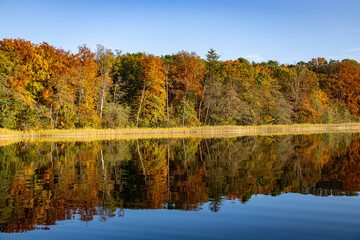 Golden Autumn Reflection, Brilliant gold, orange, and red leaves reflect on a tranquil lake under a...