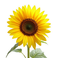 Fototapeta premium Yellow flower with a brown middle or Bright sunflower with petals and seeds