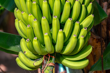Young green bananas in banana tree in La Palma Island, in Canarias © Lu