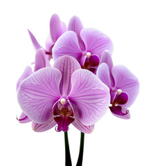 Obraz premium Closeup of purple orchids with textured petals