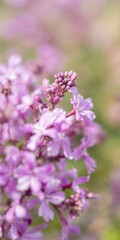 Naklejka premium Soft focus close-up of delicate purple flowers with blurred background