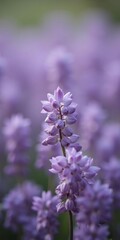 Soft focus close-up of delicate purple flowers with blurred background