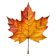 Obraz premium Single maple leaf in autumn colors