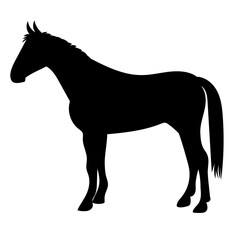 horse silhouette isolated on white