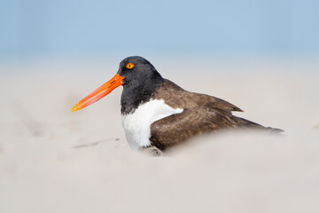 American oystercatcher nesting