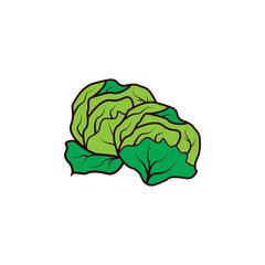 Cabbage icon vector design template
