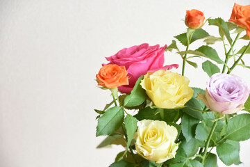 カラフルなバラ