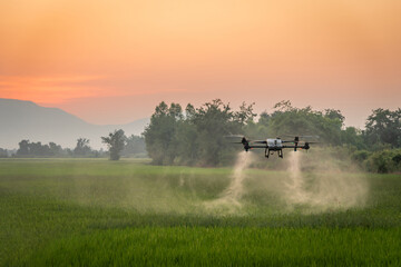 Smart farm with drone, Agriculture drone fly to sprayed fertilizer on the rice fields in the evening.