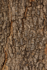 bark of a tree close up