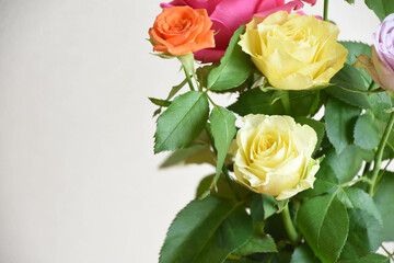 カラフルな薔薇