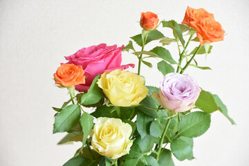 カラフルな薔薇