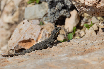 Portrait of a large lizard