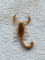 Small scorpion. Wildlife of insects. Macro, selective focus.
