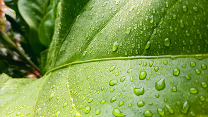 Green background of wet leaves with water dew