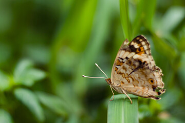 Background of a butterfly on a leaf