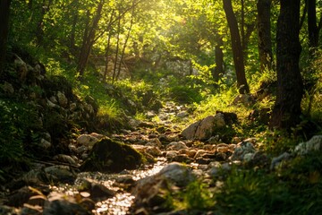 Obraz premium Beautiful natural landscape of the forest mountains in the summer time.