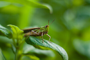 A grasshopper on a leaf