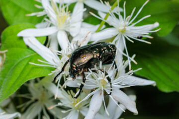 Scarab beetle eating pollen from a Clematis flower.