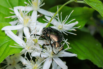 Scarab beetle eating pollen from a Clematis flower.