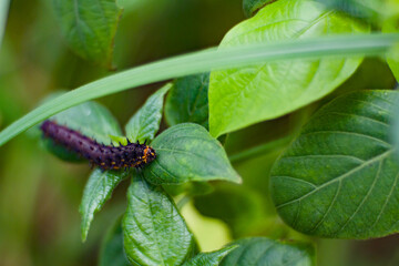 Spiny black caterpillars crawl on the leaves