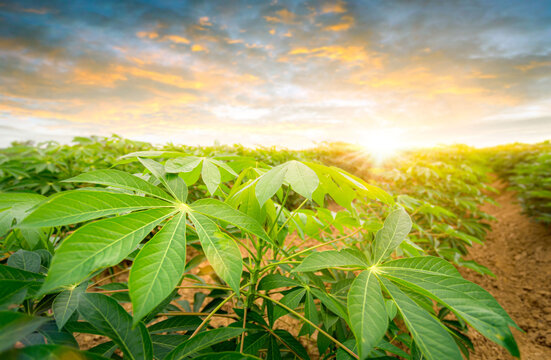 row of cassava tree in field. Growing cassava, young shoots growing. The cassava is the tropical food plant,it is a cash crop in Thailand. This is the landscape of cassava plantation in the Thailand.