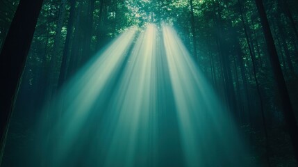 Sunbeams Piercing Through Dense Forest Canopy Illuminating Nature's Beauty