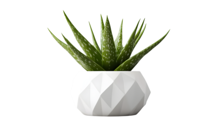 Green aloe vera plant in a white geometric planter, showcasing a minimalist design for contemporary spaces. Isolated on transparent background