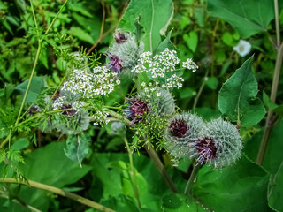 
Summer diverse vegetation close-up. Summer background.