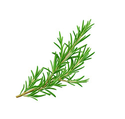 Fototapeta premium A bunch of fresh twig of rosemary and culinary uses and aromatic enhancements in various dishes. on transparent background png