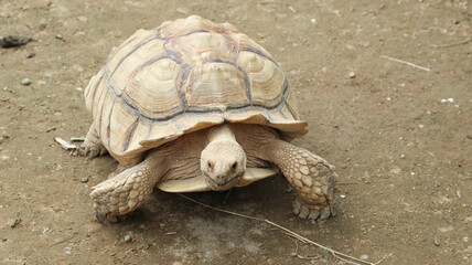 African spurred tortoise (Centrochelys sulcata), also known as the sulcata tortoise.