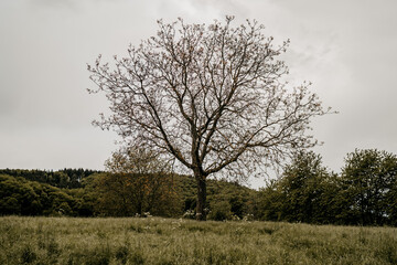 Blattloser Baum im Herbst bei Regenwetter