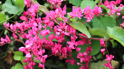 Coral bell or Antigonon leptopus, Mexican Creeper, bee bush, Coralita, San Miguelito vine. Antigonon leptopus pink on the tree in garden, Flower blooming