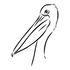 Birds collection Australian pelican bird isolated vector image Pelican Black and white vector