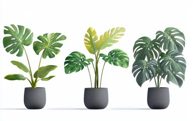 Obraz premium Three potted Monstera deliciosa plants with varying leaf maturity and shades of green.