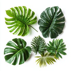 Tropical leaves arrangement on white.