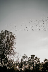 Vogelschwarm über einem Feld